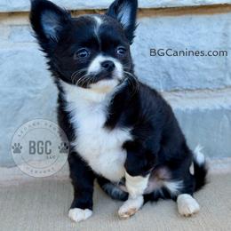 Joker - Black and white male Chihuahua puppy in Forsyth, Georgia from Brooks Grove Canines LLC