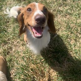 Dachshund Puppies from Sugar Creek Mini Doxies
