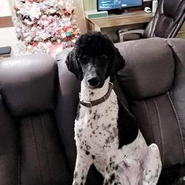 Poodles from Seddon's Small-N-Tall