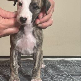 Page - Red brindle male Whippet puppy in Brooksville, Florida from Phasion Whippets Kimberly & Paul Norton Sr.
