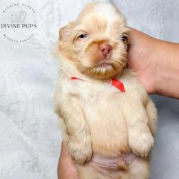 Ebner - Cream and white male Shih Tzu puppy in League City, Texas from Divine Pups