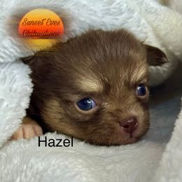 Chihuahua Puppies from Sunset Eves Chihuahuas