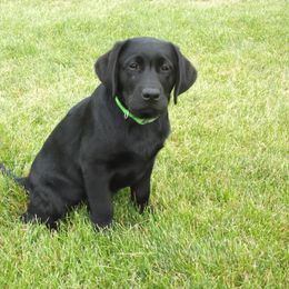 Labrador Retriever Puppies from Twisted Clovers LLC