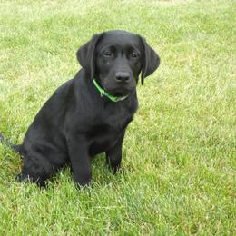 Labrador Retriever Puppies from Twisted Clovers LLC