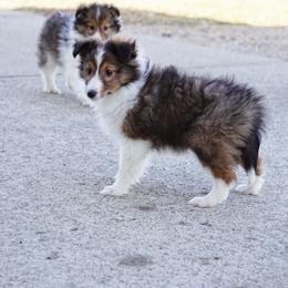 Pomsky, Rottweiler, Shetland Sheepdog, and Toy Shetland Sheepdog Puppies from Mountain High Kennels