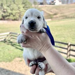 Mr. Blue - Light golden male Golden Retriever puppy in Jasper, Tennessee from Suncoast Goldens