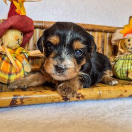Bonnie - Parti female Yorkshire Terrier puppy in Blacksburg, South Carolina from Hess Pooches LLC