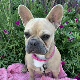 Bugs - French Bulldog