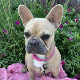 Bugs - French Bulldog