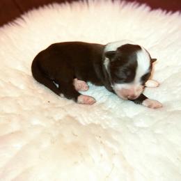 Dior - Red tri-color female Australian Shepherd puppy in Statesville, North Carolina from Charming Australian Shepherds
