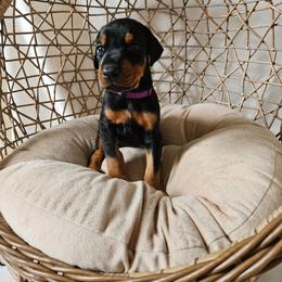 Lyra (purple) - Black and rust female Doberman Pinscher puppy in Hamilton, Ohio from Little Dragon Dobermans