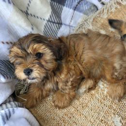 Miles - Brindle male Shorkie puppy in Willowsprings, Missouri from Real life Teddybears