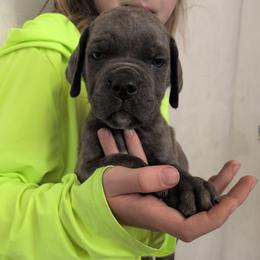 Red collar: Till - Gray brindle male Cane Corso puppy in Franktown, Colorado from Earth and Ship Cane Corso