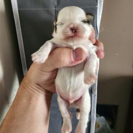 Chubs - Liver and white male Shih Tzu puppy in Willard, Utah from Shih-tzu Queen