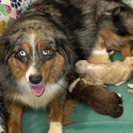 Shi loh - Australian Shepherd