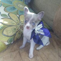 Chihuahua Puppies from Chilove Chihuahuas