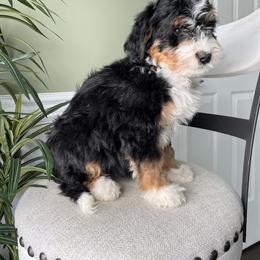 Lisa - Tri-color female Bernedoodle puppy in Holtwood, Pennsylvania from Country Ridge Puppies