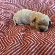Poppy 5 - Ruby Cavachon puppy in Holly, Michigan from Terrie’s Cavachons & Cavalier King Charles Spaniels