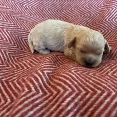 Poppy 5 - Ruby Cavachon puppy in Holly, Michigan from Terrie’s Cavachons & Cavalier King Charles Spaniels