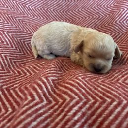 Poppy 5 - Ruby Cavachon puppy in Holly, Michigan from Terrie’s Cavachons & Cavalier King Charles Spaniels
