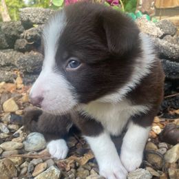 Girl 3 - - Red female Border Collie puppy in Gadsden, Alabama from Collie Wood Hills