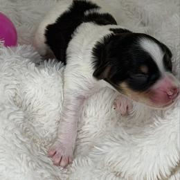 Lily - Parti female Miniature Schnauzer puppy in Milmay, New Jersey from Butterleaf Farms
