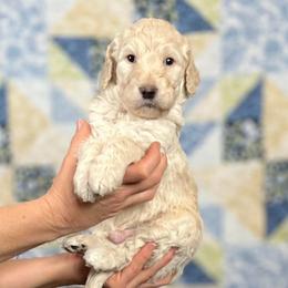 Hickory - Cream male Goldendoodle puppy in Kansas City, Missouri from Beary GoldenDoodles
