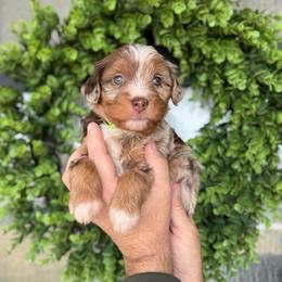Taz - male Australian Mountain Doodle puppy in Spanish Fork, Utah from K Brand Doodles
