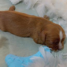 Willie - Ruby male Cavalier King Charles Spaniel puppy in Texarkana, Texas from Hidden Creek Cavaliers