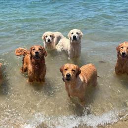 Golden Retrievers and Labrador Retrievers from Dioscuri Kennel