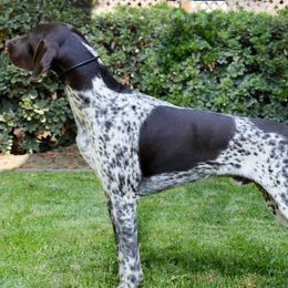 Chihuahuas and German Shorthaired Pointers from Von Lahrheim Shorthairs & Ermali Chis
