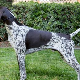 Chihuahuas and German Shorthaired Pointers from Von Lahrheim Shorthairs & Ermali Chis