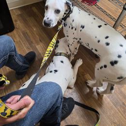 Gregory - White and black male Dalmatian puppy in Killeen, Texas from America's Dalmatian Friends
