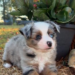 Cricket - Blue merle male Toy Australian Shepherd puppy in Puryear, Tennessee from A&W Toy Aussies