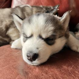 White girl - Gray and white female Siberian Husky puppy in Fremont, Michigan from Red Top Huskies