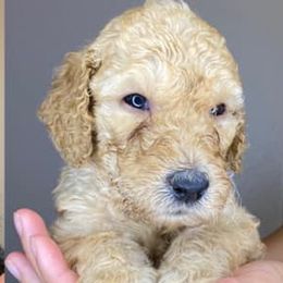 Labradoodles from The Sanchez Farmily