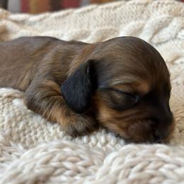 Shaded Red - Red female Dachshund puppy in Mesa, Arizona from Ruby Desert Doxies