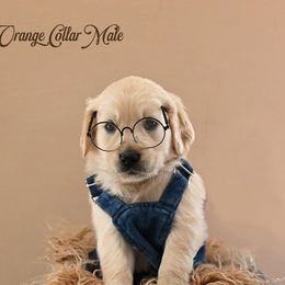 Tang - Light golden male Golden Retriever puppy in Branchville, New Jersey from T Rose Golden Co.