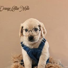 Tang - Light golden male Golden Retriever puppy in Branchville, New Jersey from T Rose Golden Co.
