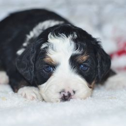 Aurora - Tri-color female Bernedoodle puppy in Moulton, Iowa from Shondel Puppy Paws
