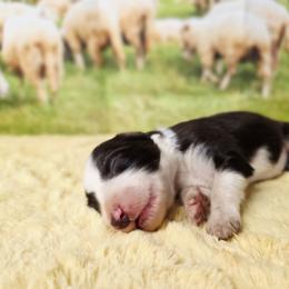 Lilly - White and red female Border Collie puppy in Avilla, Indiana from Borderline Kennels