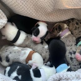 Companion Cross Puppies from Double G Corgis