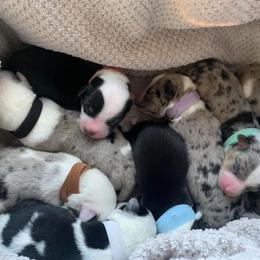 Companion Cross Puppies from Double G Corgis
