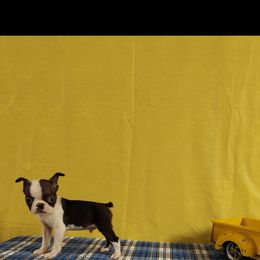 Boston Terrier Puppies from IHeart Boston Terriers