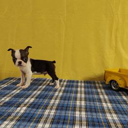 Boston Terrier Puppies from IHeart Boston Terriers