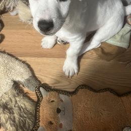 Border Collie and Jack Russell Terrier Puppies from CP FARMS BORDER COLLIES N JACKS CORP
