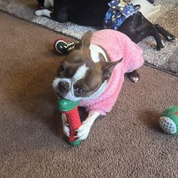 Amy - Boston Terrier
