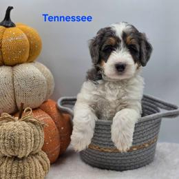 Tennessee - Grey and white male Bernedoodle puppy in Summerville, South Carolina from Channys Doodles