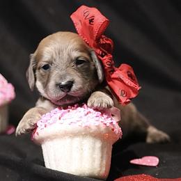 Valentina AKC limited - Blue and cream female Dachshund puppy in Bartlesville, Oklahoma from OkieDokieDox