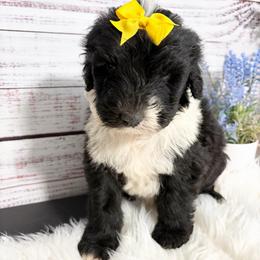 Juliet - Black and white female Sheepadoodle puppy in Nixa, Missouri from Davis Family Doodles